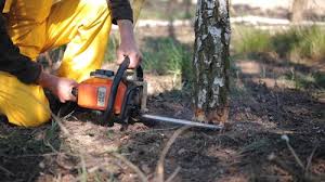 Best Tree Preservation Services  in Lower Lake, CA