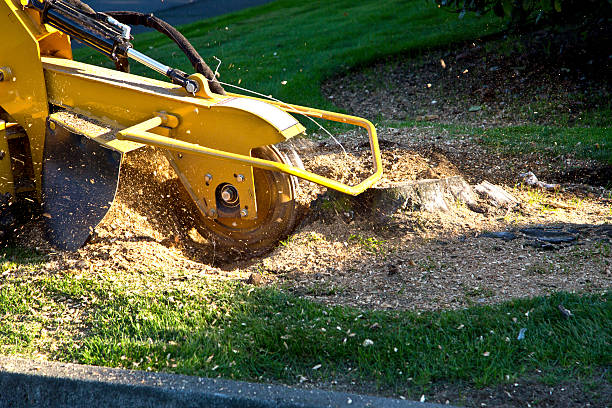 How Our Tree Care Process Works  in  Lower Lake, CA