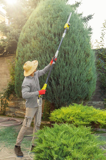 Lawn Drainage Solutions in Lower Lake, CA