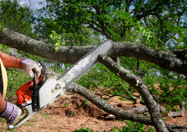 Trusted Lower Lake, CA Tree Removal Experts